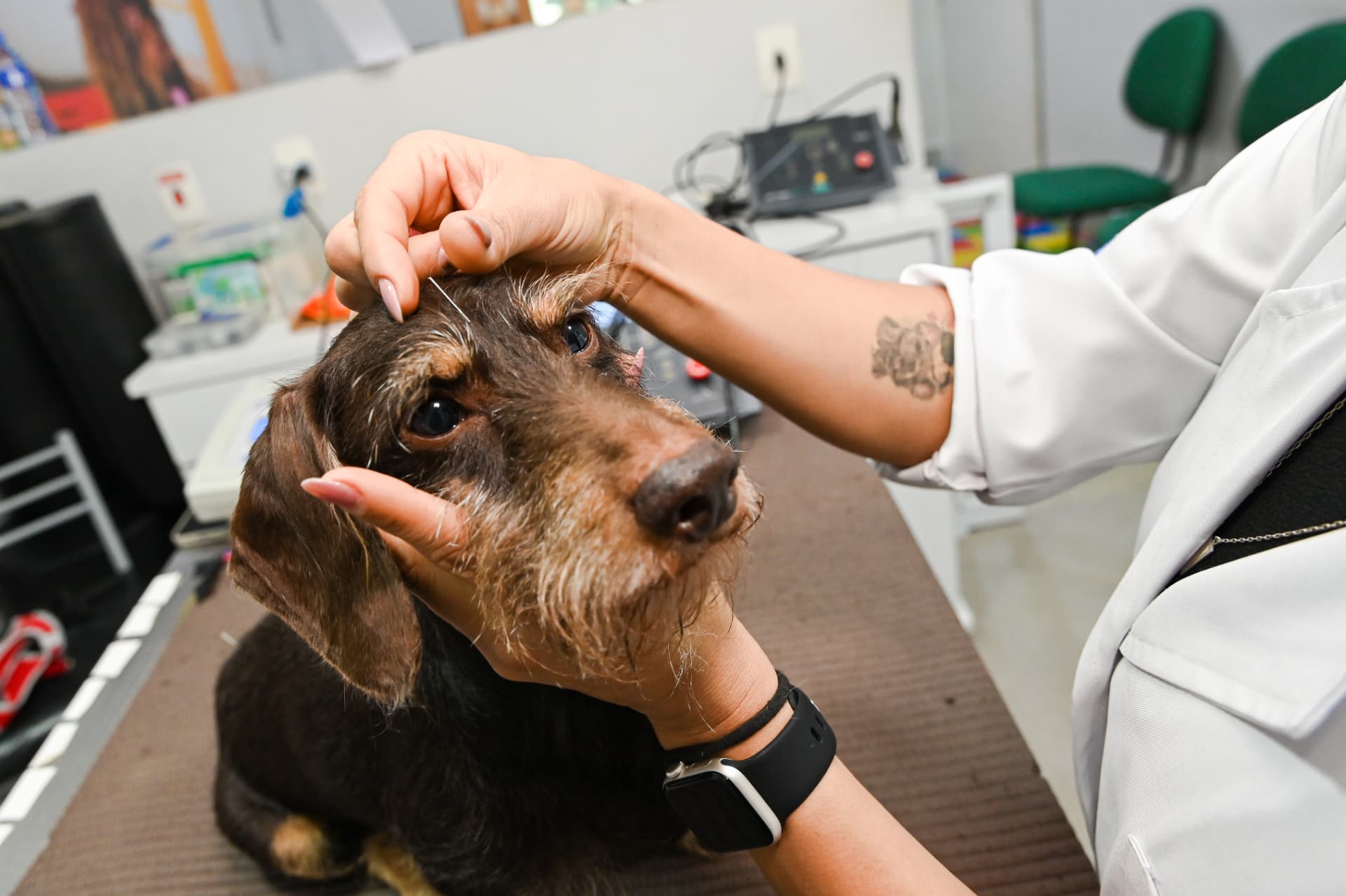 Aplicação de agulhas de acupuntura na cabeça de um cão durante atendimento