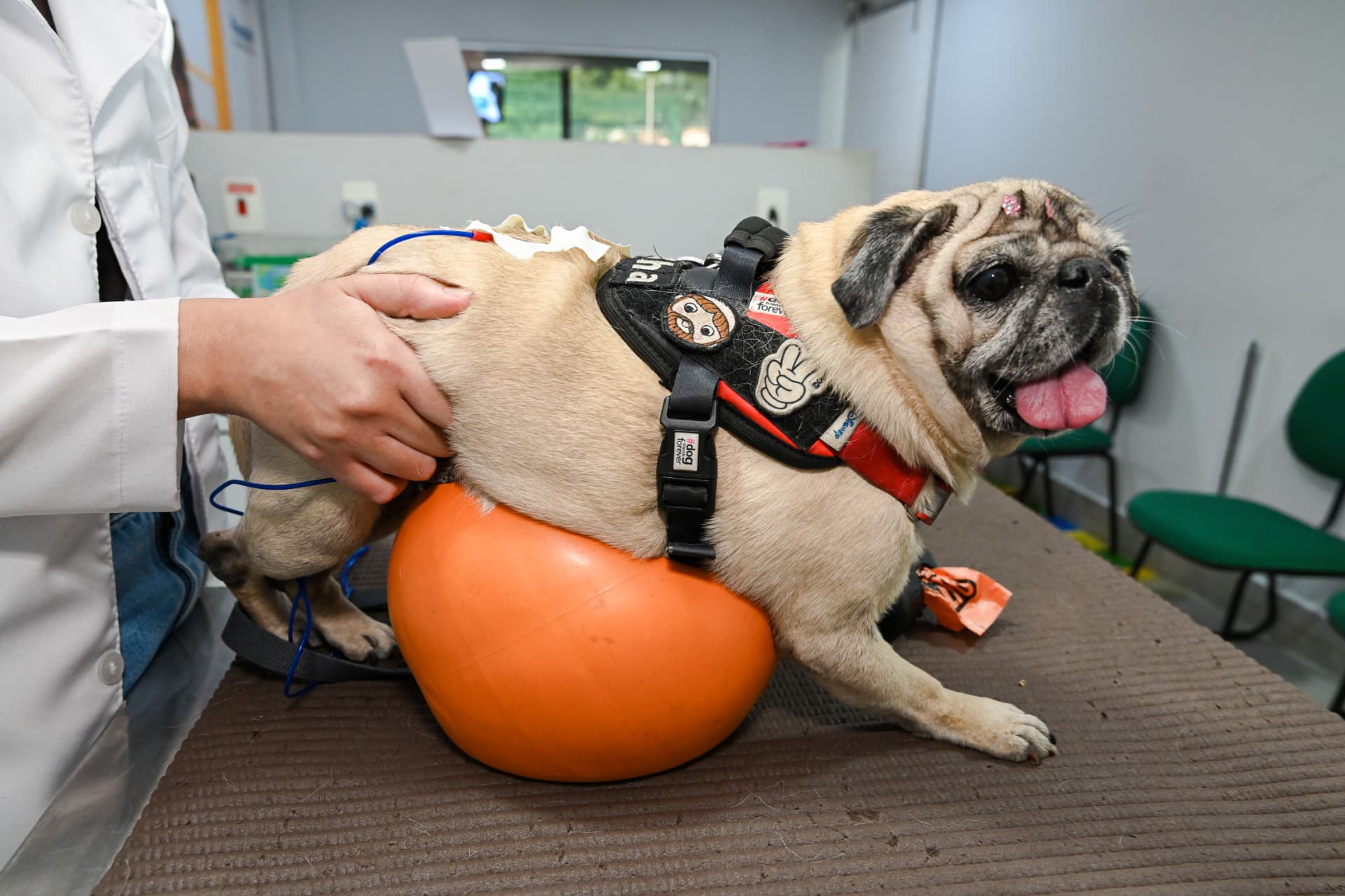 Cão pug em exercício de propriocepção sobre bola terapêutica com eletroestimulação